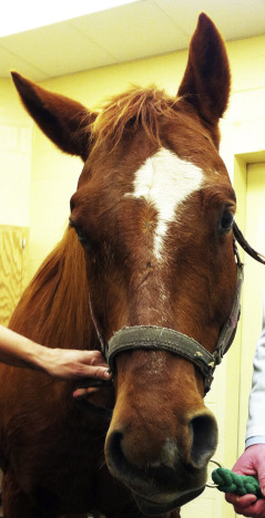 Horse with facial droop