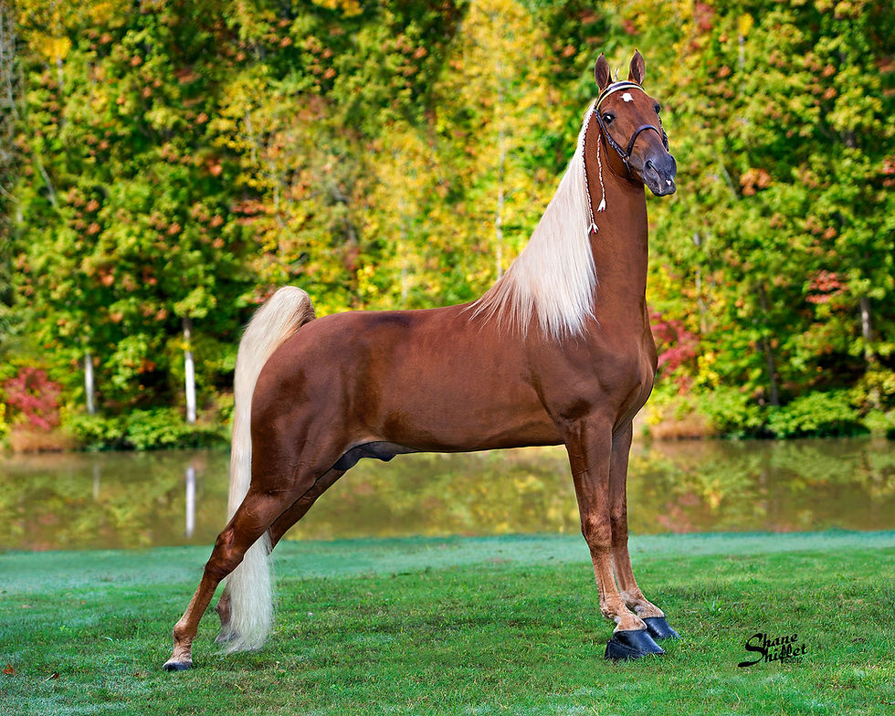Chestnut tennessee walking horse with white mane and tail stands on grass by a pond, posed alertly before green autumn trees; Shane Smeets signature visible