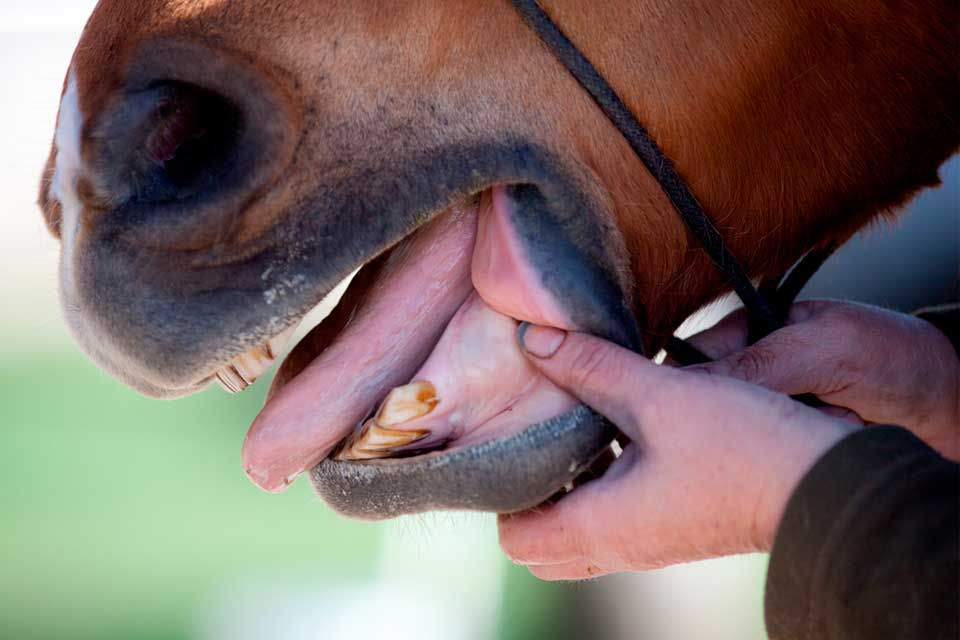 Healthy horse tongue