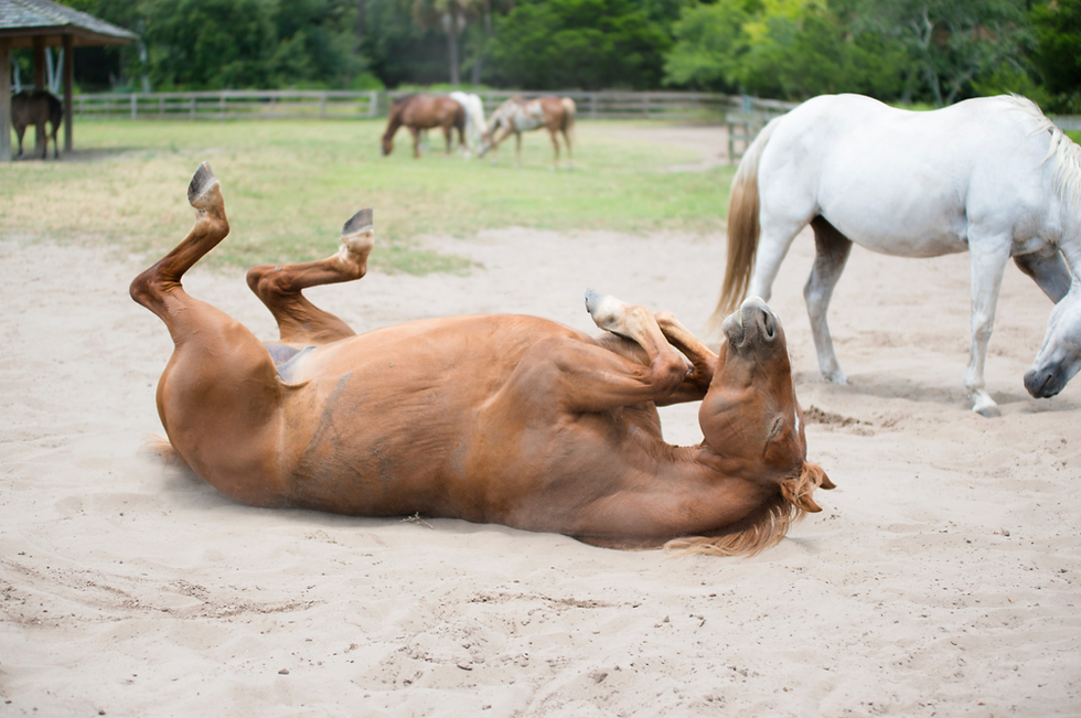 Horse with colic rolling
