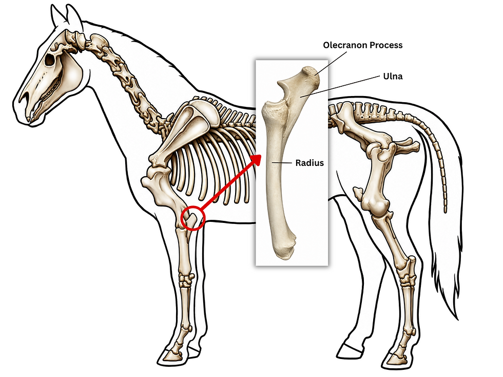 Diagram of a horse's skeleton illustrating the anatomy of the elbow, listing radius, olecranon process, ulna