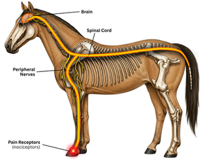 The Equine Nervous System: Overview, Disorders, and its Role in Training Horses