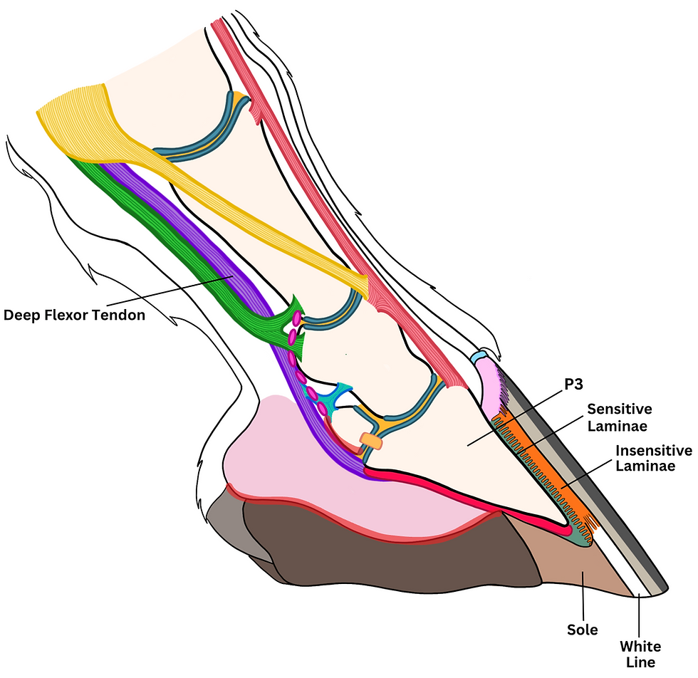 Sagittal view of a horse's foot indicating the location of P3, sensitive laminae, insensitive laminae, sole, white line, and deep flexor tendon. These are the structures involved in laminitis.