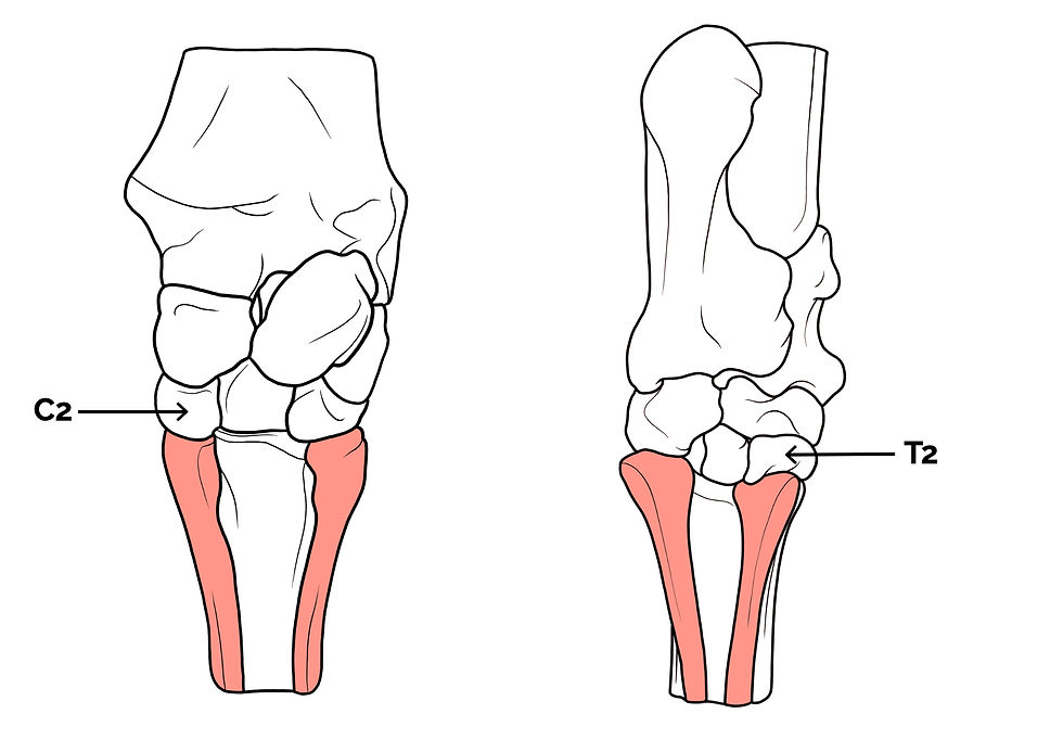 Splint bones in relation to the carpus and the tarsus, showing the articulation with specific cuboidal bones