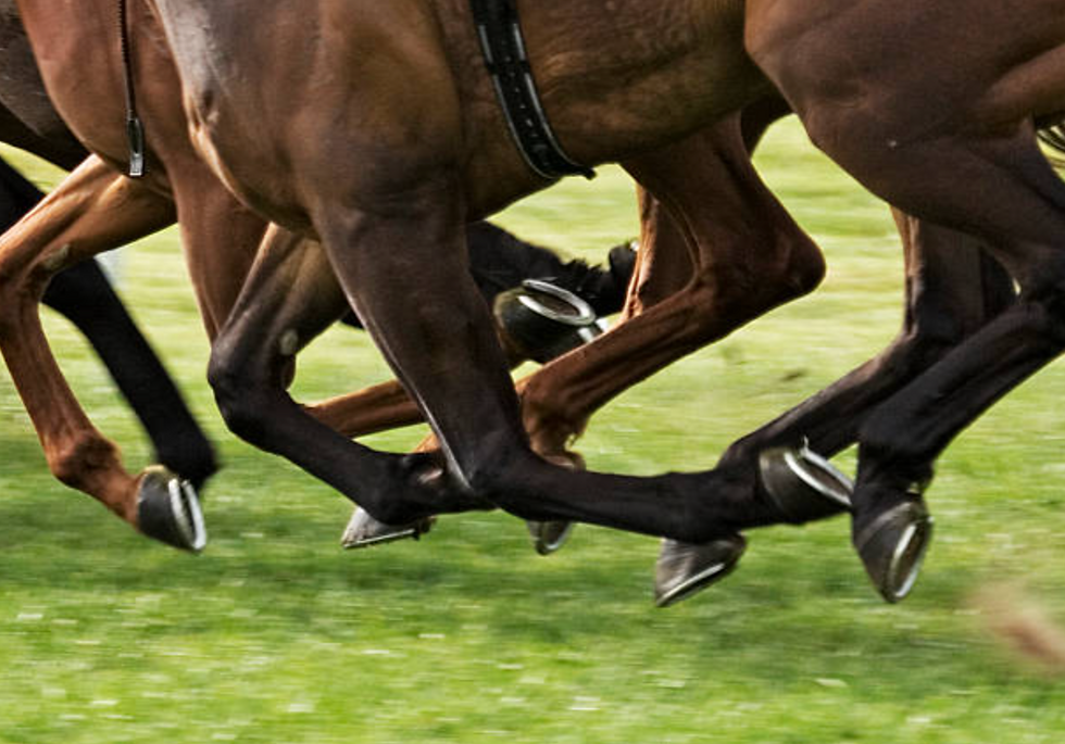 Horse Education Online - Article and Resources