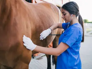 horse veterinarian