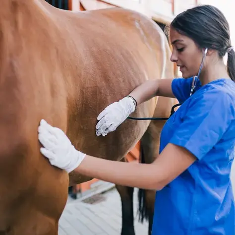 horse veterinarian