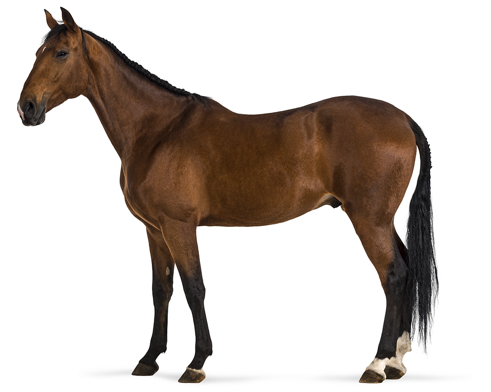Horse with moderate neck atrophy