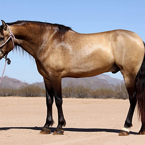 Andalusian horse