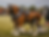 The Clydesdale Horse