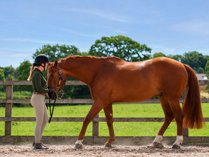 A woman backing up a horse with shivers