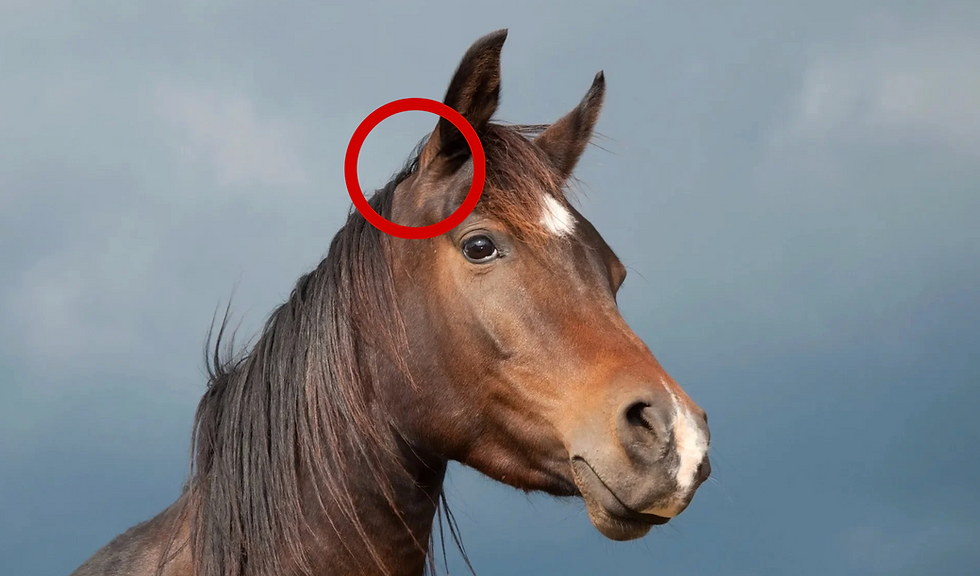 Horse head with a red circle indicating the location of the poll joint