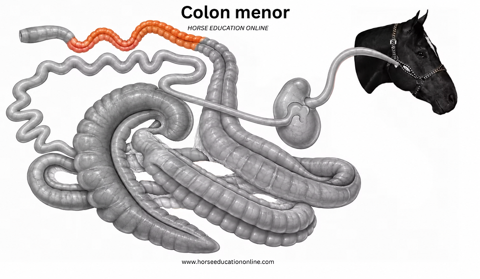 Diagrama del colon menor del caballo con intestinos grises y tramos naranjas; cabeza de caballo negra, texto explicativo.
