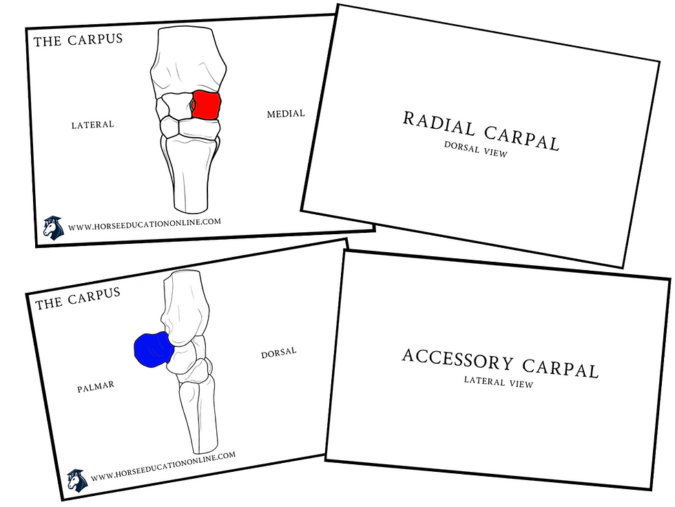 The equine carpus or knee study flashcards