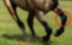 Introduction to the Equine Carpus (Knee): Anatomy, Biomechanics, and Common Problems