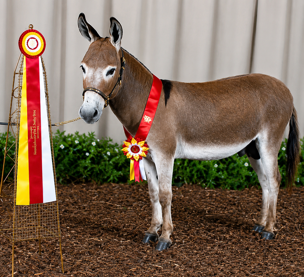 Show donkey