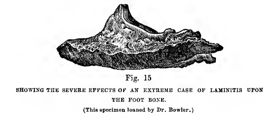 Drawing of a coffin bone affected by laminitis from the book "Scientific Horseshoeing for the Different Diseases of the Foot" by Russell