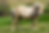 Body Condition Scoring: What It Is And How To Score Your Horse
