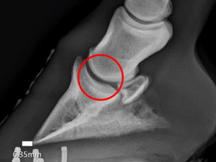 X-Ray image of a horse's hoof with a circle indicating the location of the coffin joint
