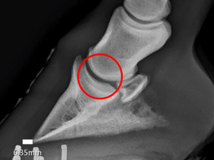 X-Ray image of a horse's hoof with a circle indicating the location of the coffin joint