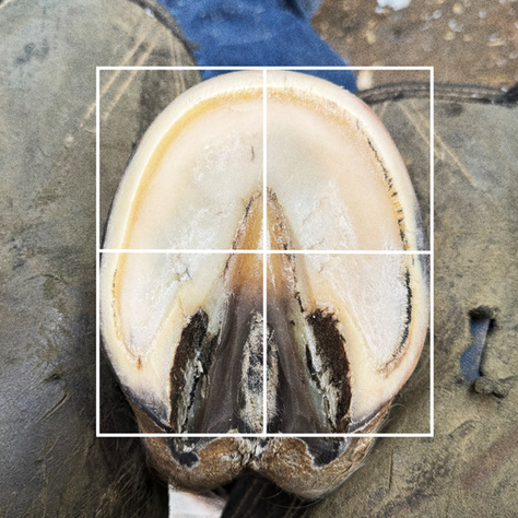 A symmetrical horse hoof