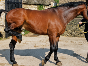 Horse with stringhalt or equine reflex hypertonia