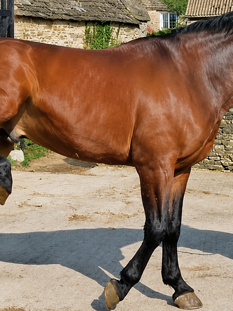 Horse with stringhalt or equine reflex hypertonia