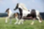 Gypsy vanner mare with foal