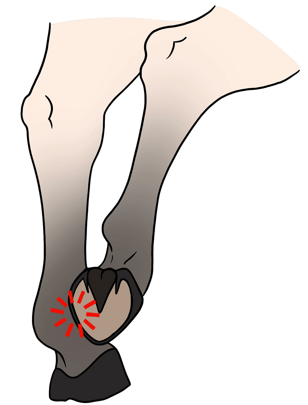 Illustration of a horse's leg with a focus on the hoof. Red lines indicate pain or injury at the heel area. Simple white background.