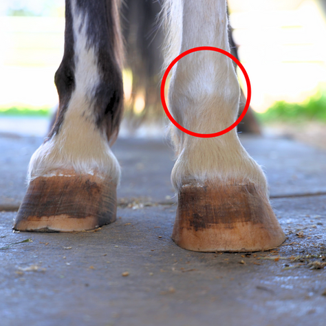 Two horse's hooves seen from the front, with the equine fetlock joint highlighted