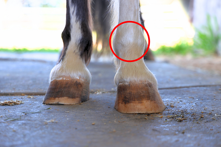 Two horse's hooves seen from the front with the fetlock joint highlighted
