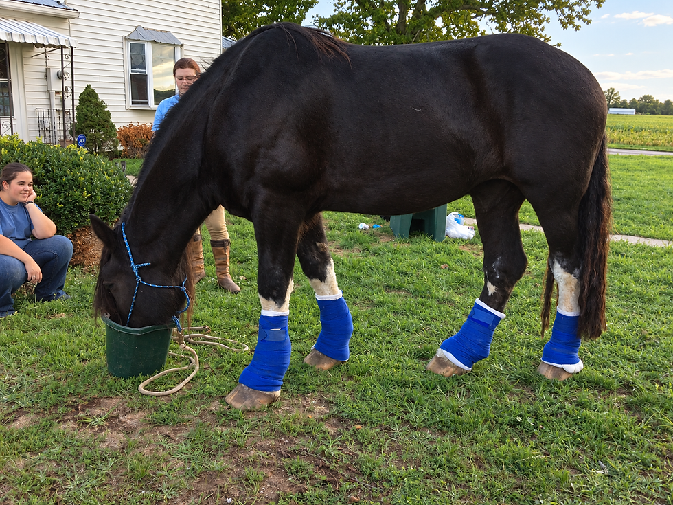 Draft horse receiving treatment for chronic progressive lymphedema