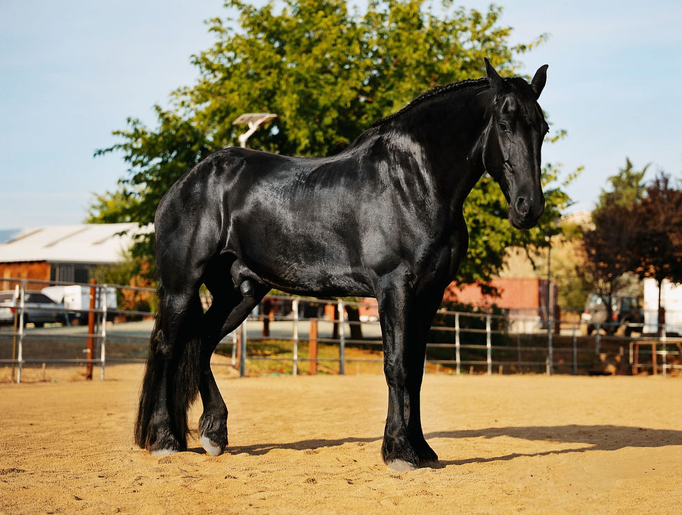 Friesian horse