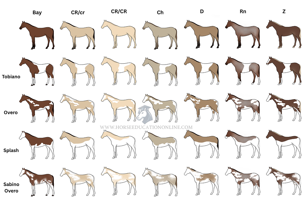 Illustration of horses with different coat colors and patterns. Text: "Paint/Pinto/Pie on bay" and gene labels like "Tobiano," "Overo."