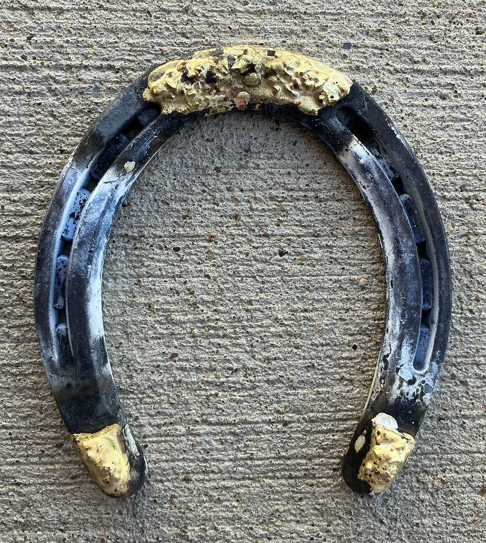 Horse Education Online - Article and Resources