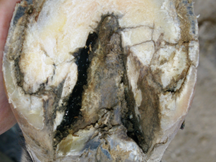 A horse hoof with a thrush infected lateral sulcus