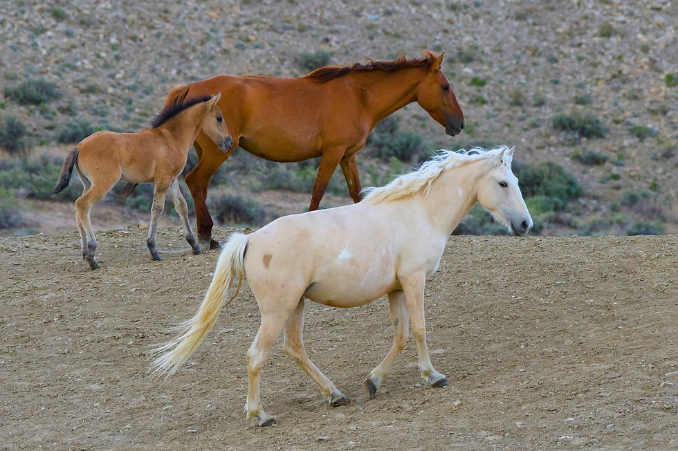 Mustang Horses