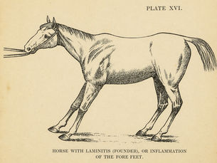 The Evolution of Scientific Understanding of Laminitis: Historical Review from the 18th Century to Current Paradigms