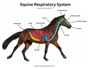 Schematic of the equine respiratory system