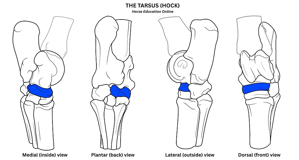 The equine tarsus or hock seen from all angles