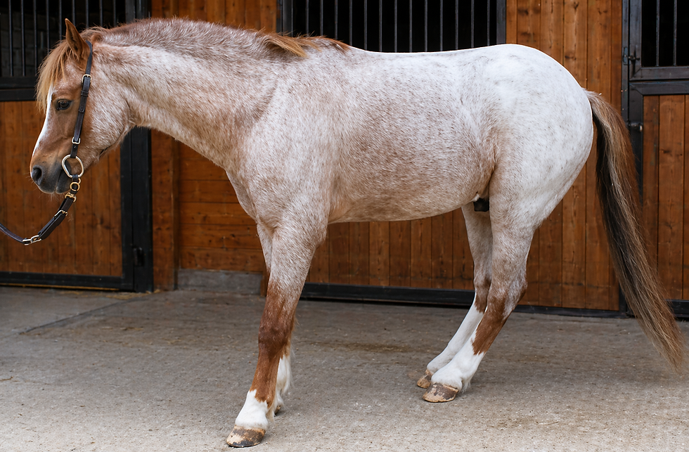 Horse Education Online - Article and Resources