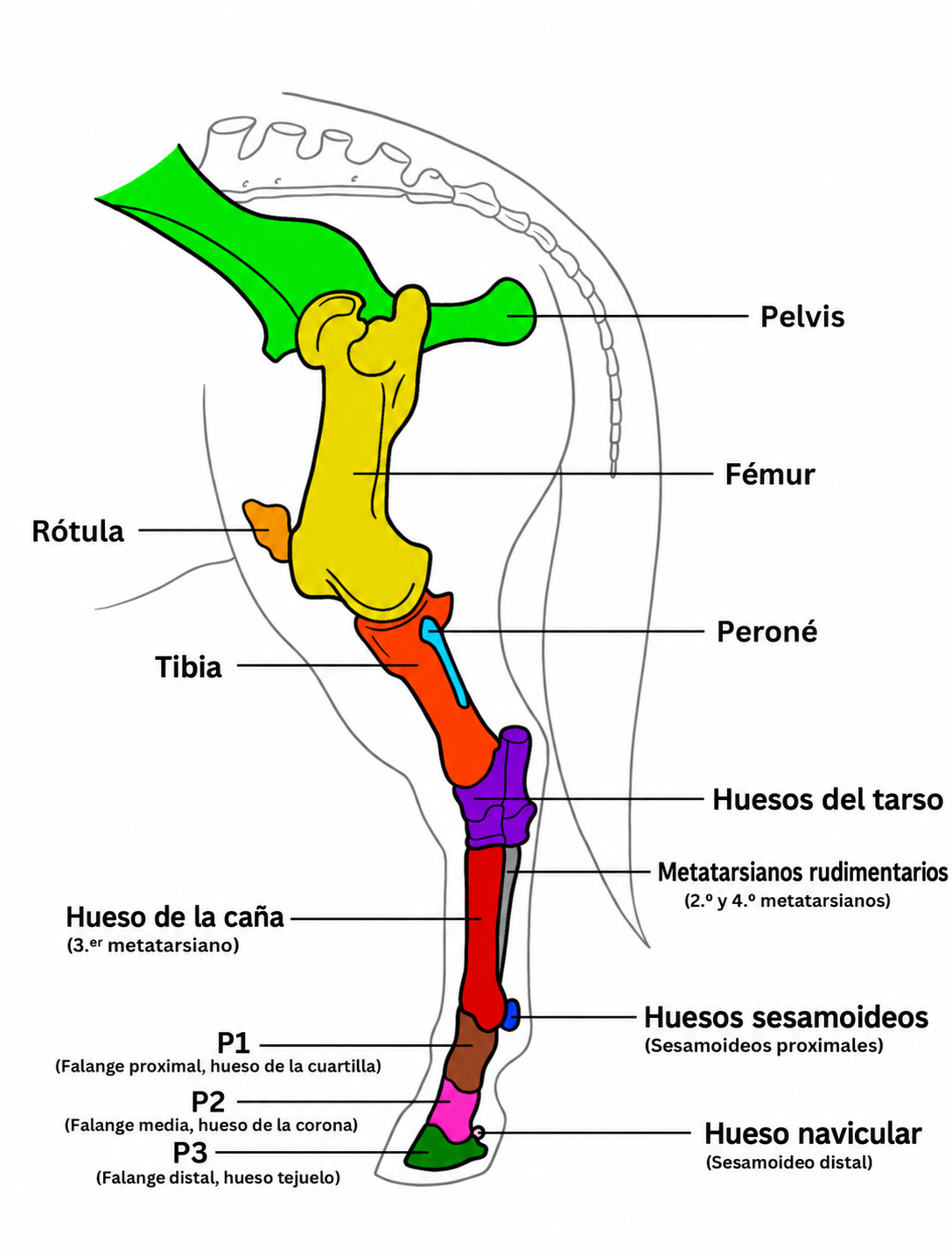 Diagrama anatómico de una pata de caballo con huesos coloreados y etiquetas: pelvis, fémur, tibia, peroné, tarso y falanges.