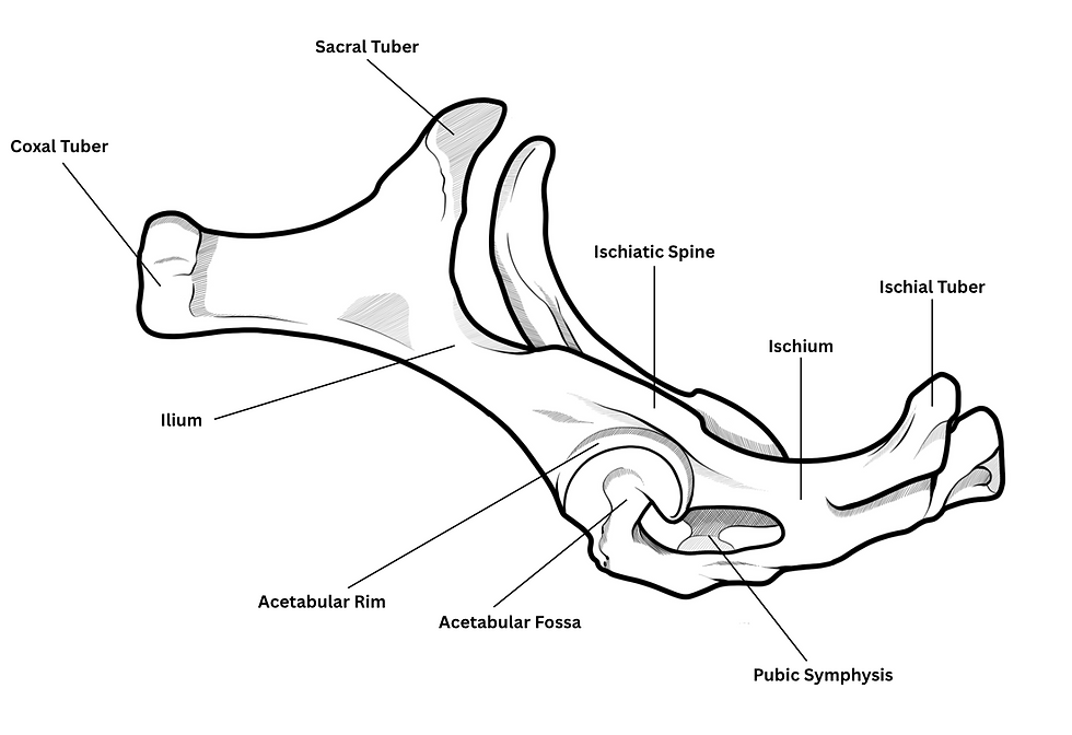 The Equine Hip Joint - An Advanced Deep Dive