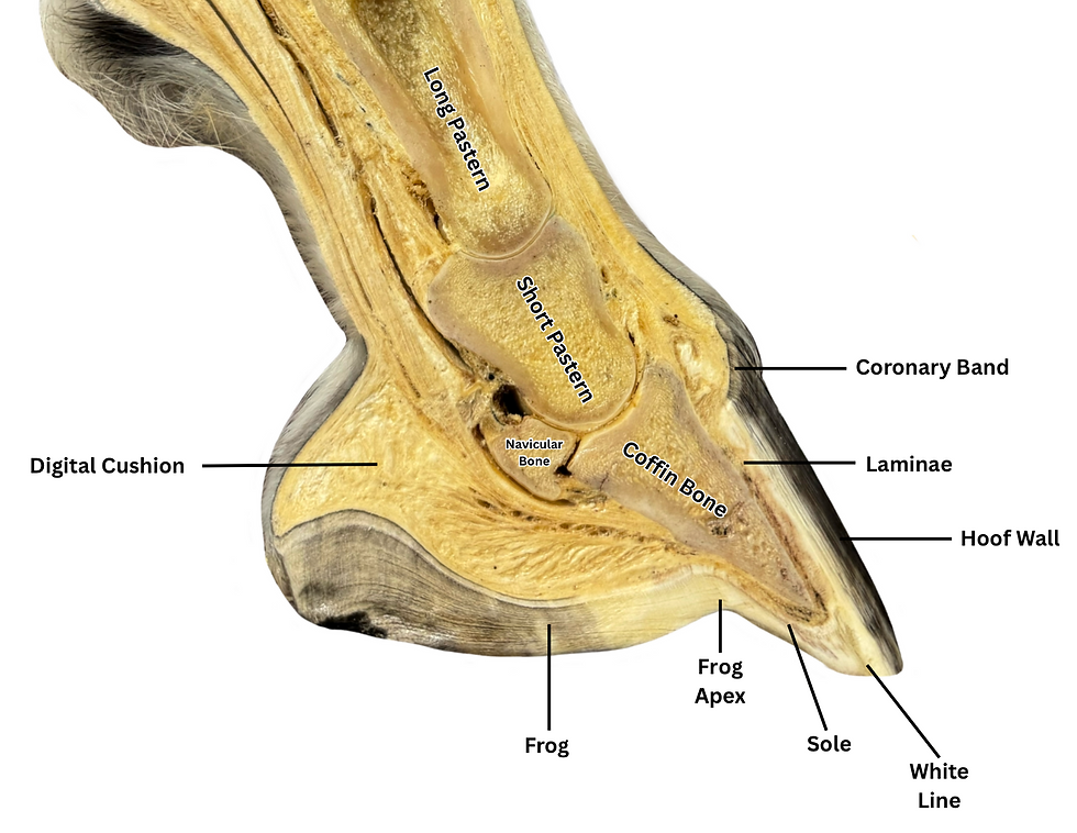 Cross-section of a horse hoof labeled with parts: Coronary Band, Laminae, Hoof Wall, Sole, Frog, Frog Apex, Digital Cushion, Pedal Bone.