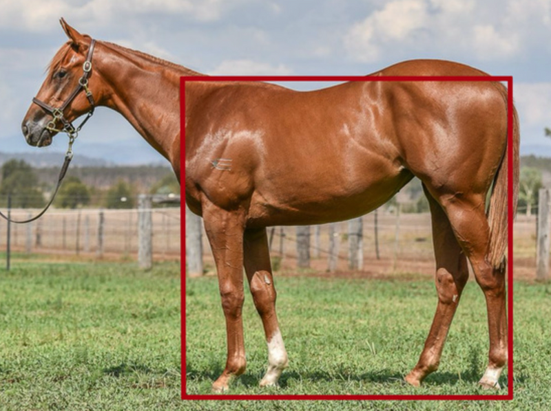 Oil-on-canvas painting by George Stubbs showing the Marquess of Rockingham's racehorse.
