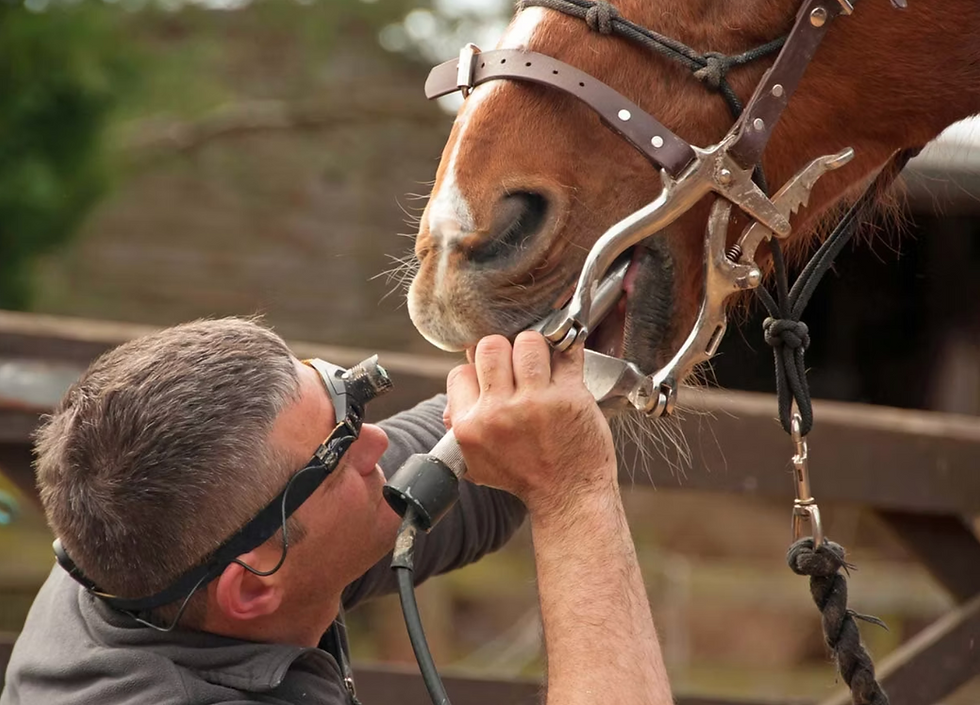 Horse Teeth and Floating: How to Care for Equine Teeth and Estimate Age by Dental Clues