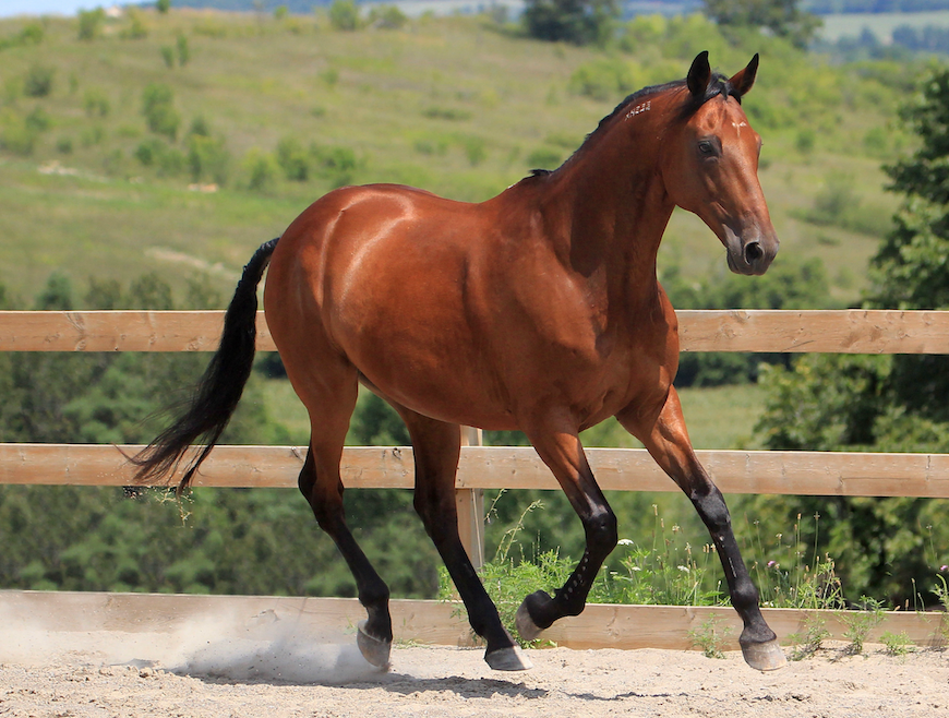 Most Popular Horse Breeds in the United States