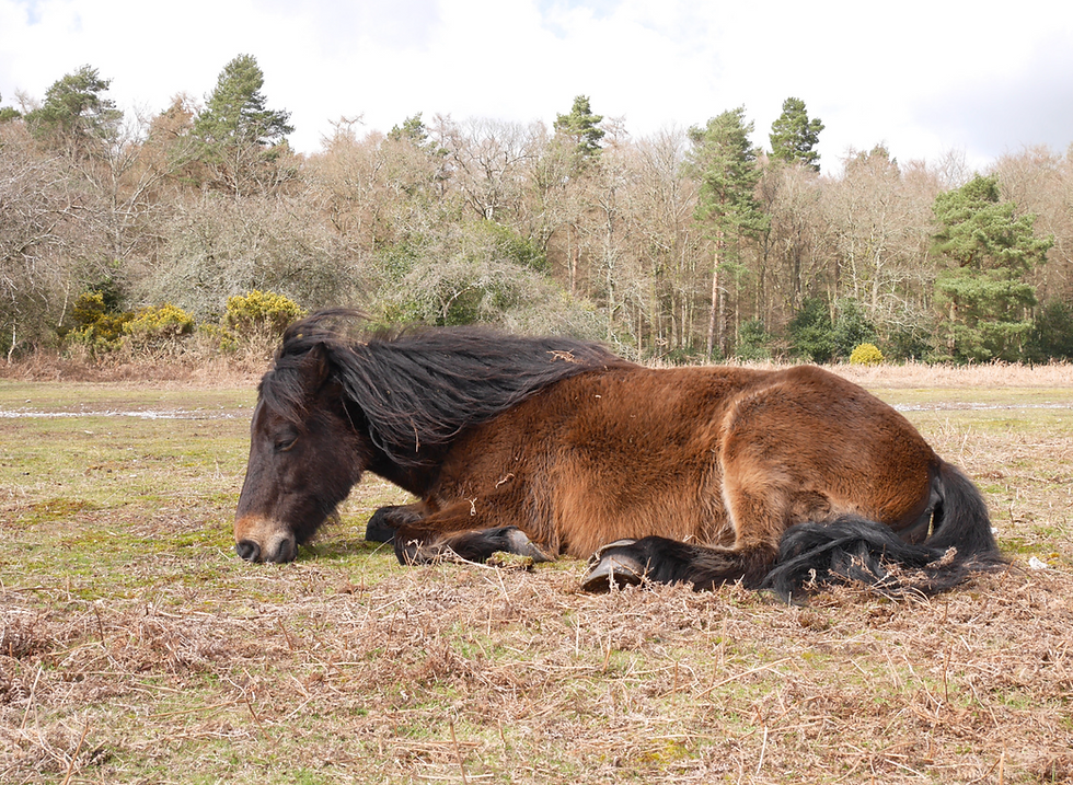 Horse laying down with WWE or western equine encephalitis