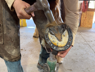 farrier shoeing draft horse