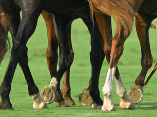Horses walking and forging